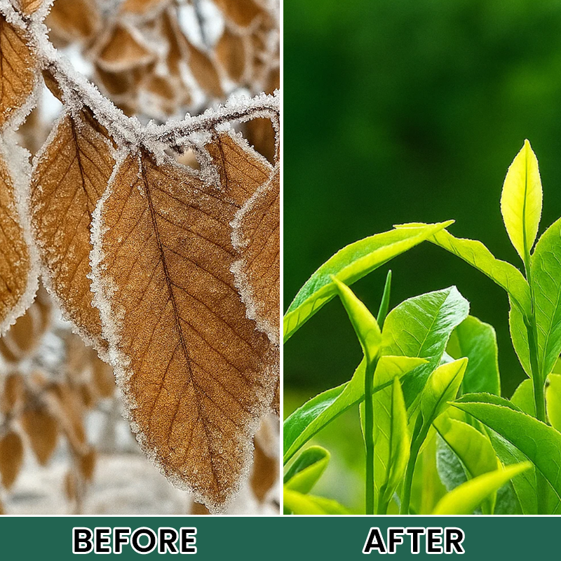 LIMETOW® Plant Antifreeze Powder – Powder that can be frost-protected with just a single sprinkle