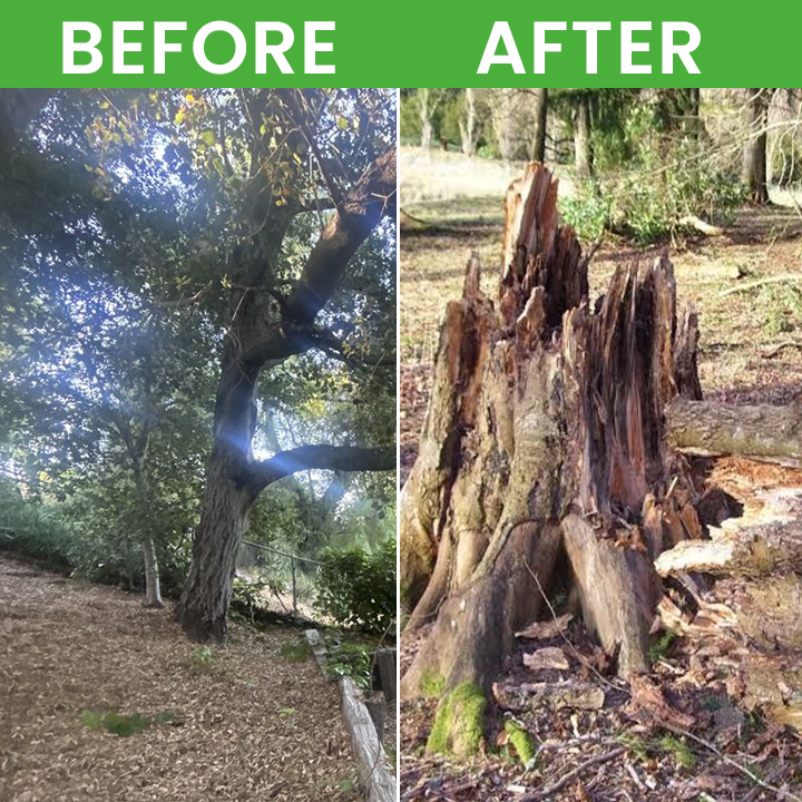 LIMETOW® Root Rot Powder