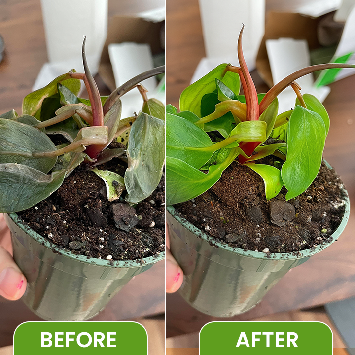 LIMETOW® Plant Antifreeze Spray