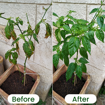 LIMETOW® Chlorophyll Green Plant Fertilizer