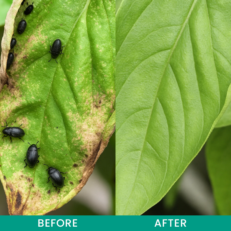 LIMETOW® Insect Control Granules