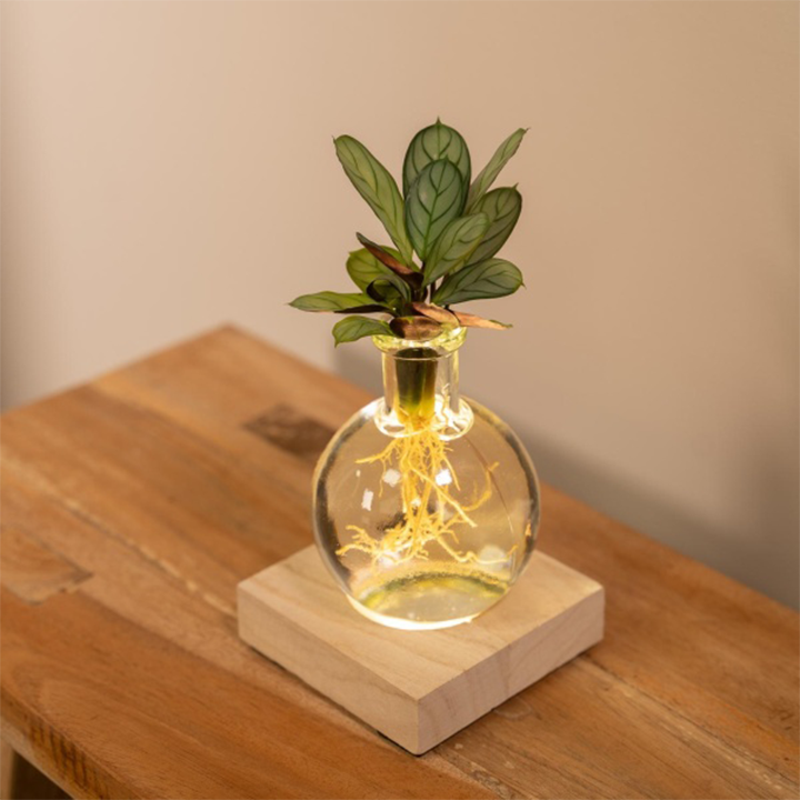 LIMETOW® LED Hydroponic Plant Vase – Where Living Greenery Meets Warm Ambient Light
