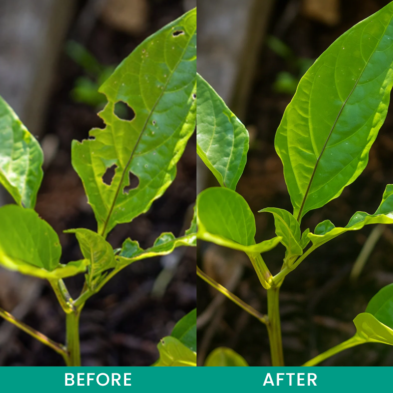 LIMETOW® Insect Control Granules