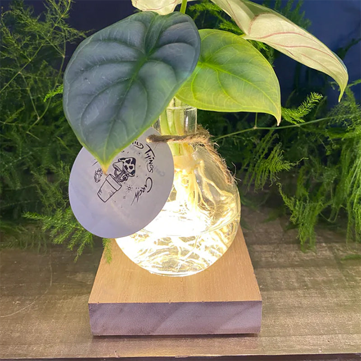LIMETOW® LED Hydroponic Plant Vase – Where Living Greenery Meets Warm Ambient Light