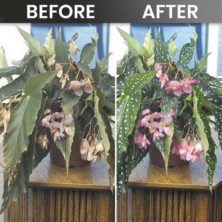 LIMETOW® Plant Rooting Powder