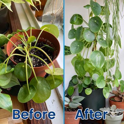 LIMETOW® Plant Teranry Regenerant