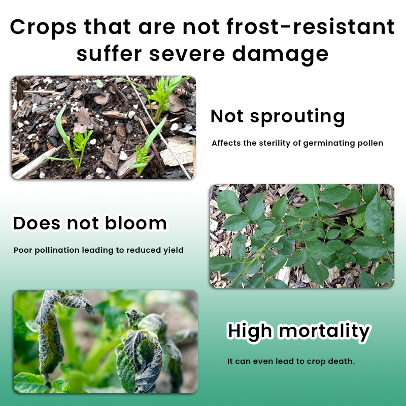 LIMETOW® Plant Antifreeze Powder – Powder that can be frost-protected with just a single sprinkle