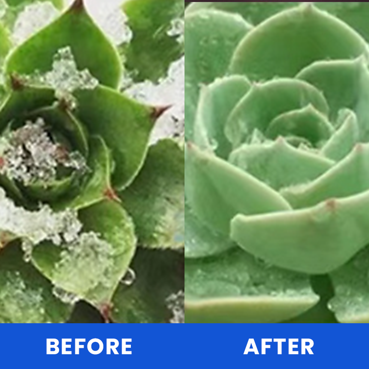 LIMETOW™ Anti-Frost Growth Solution for Plants