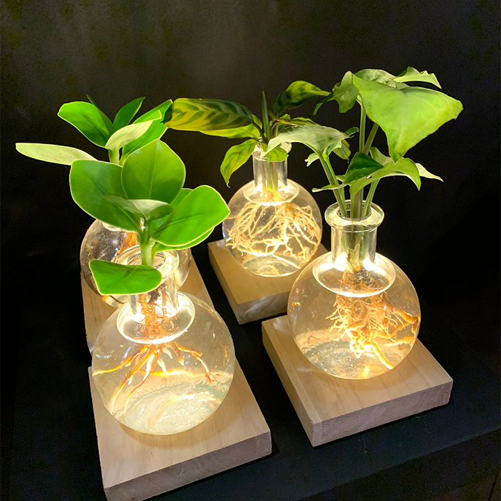 LIMETOW® LED Hydroponic Plant Vase – Where Living Greenery Meets Warm Ambient Light