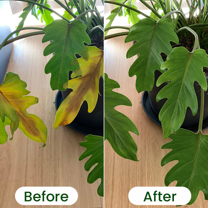 LIMETOW® Chlorophyll Green Plant Fertilizer