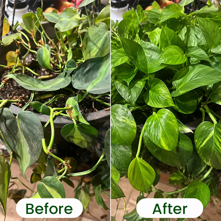 LIMETOW® Chlorophyll Green Plant Fertilizer