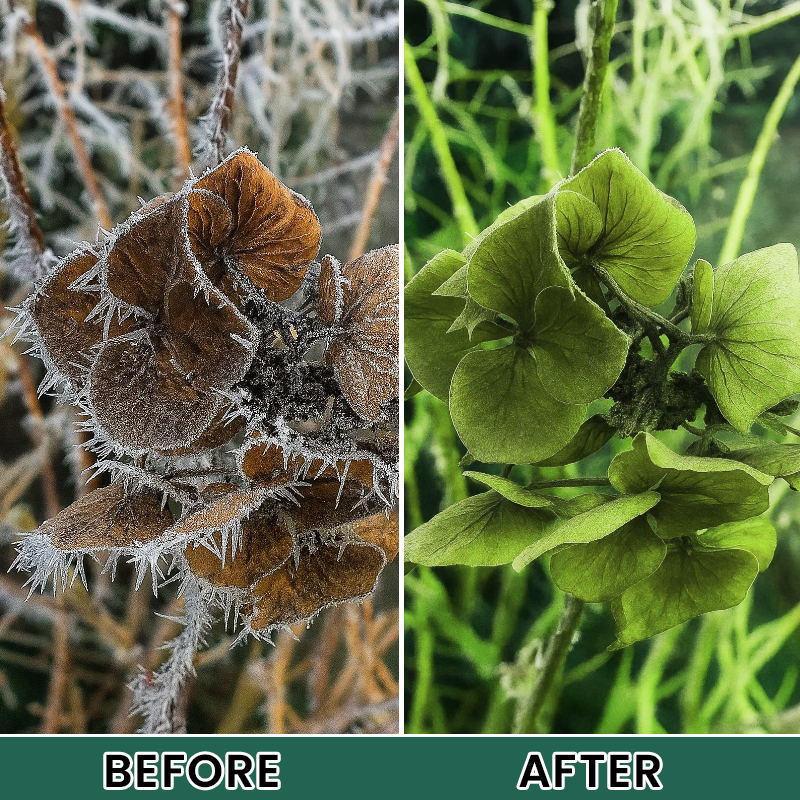 LIMETOW® Plant Antifreeze Powder – Powder that can be frost-protected with just a single sprinkle