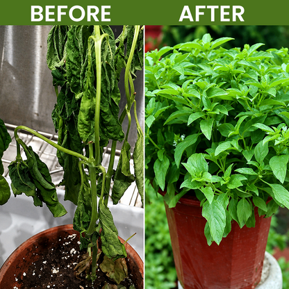 LIMETOW® Plant Revival Liquid