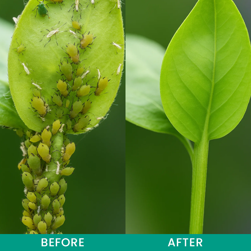 LIMETOW® Insect Control Granules