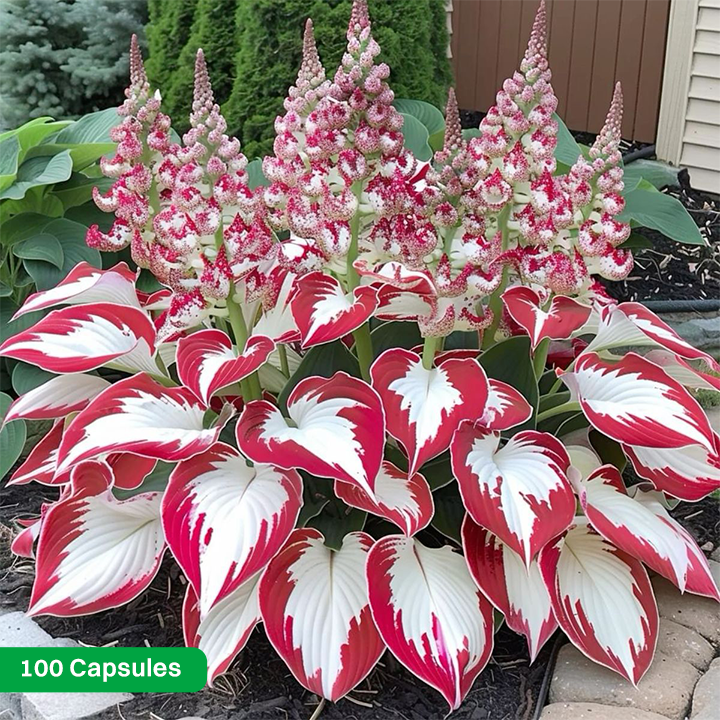 LIMETOW® Rare Hosta Seeds