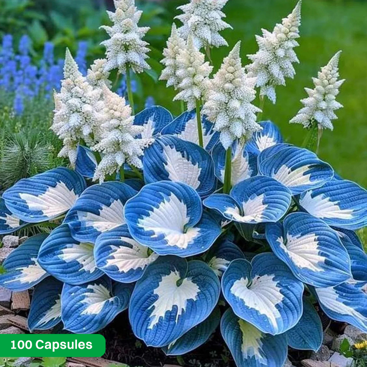 LIMETOW® Rare Hosta Seeds