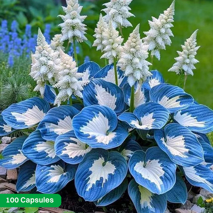 LIMETOW® Rare Hosta Seeds