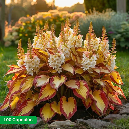 LIMETOW® Rare Hosta Seeds