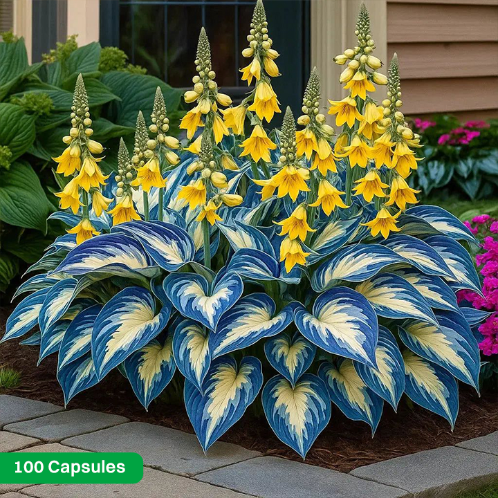 LIMETOW® Rare Hosta Seeds