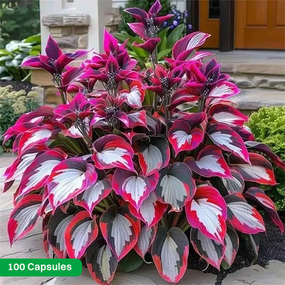 LIMETOW® Rare Hosta Seeds
