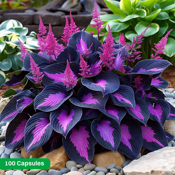LIMETOW® Rare Hosta Seeds