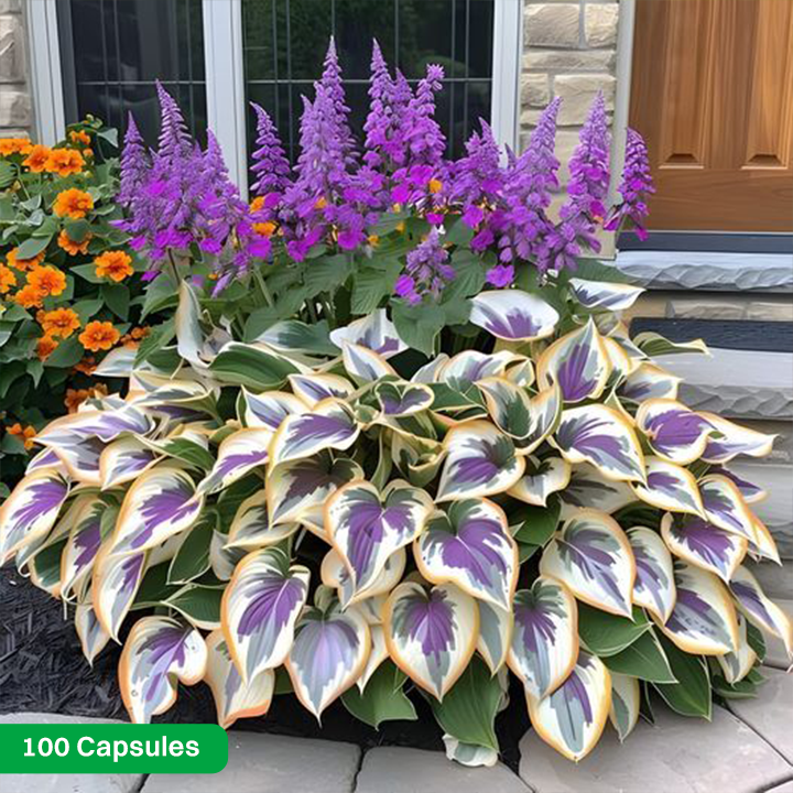 LIMETOW® Rare Hosta Seeds