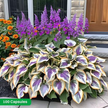 LIMETOW® Rare Hosta Seeds
