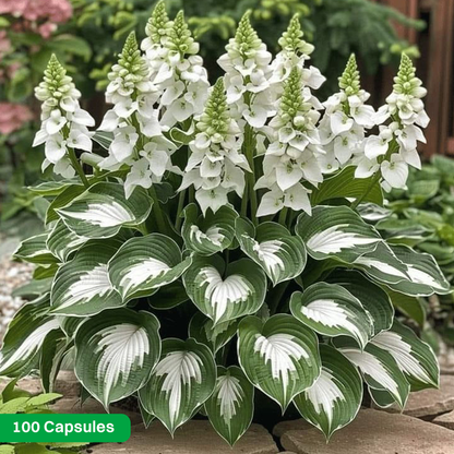 LIMETOW® Rare Hosta Seeds