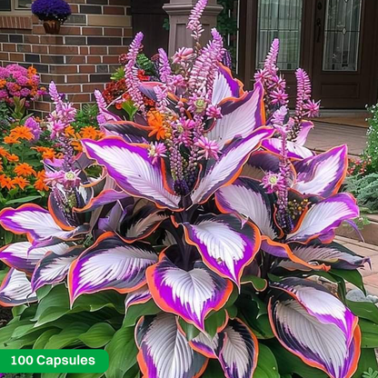 LIMETOW® Rare Hosta Seeds