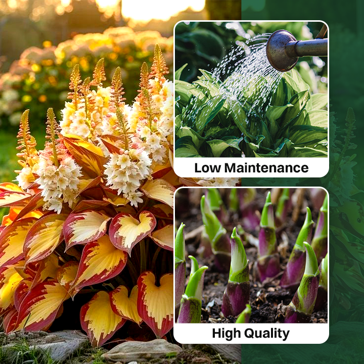 LIMETOW® Rare Hosta Seeds
