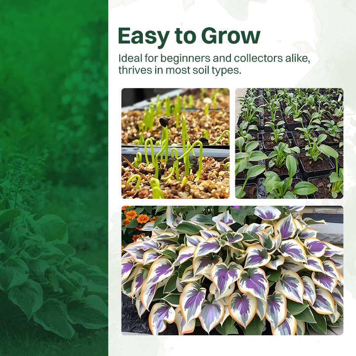 LIMETOW® Rare Hosta Seeds