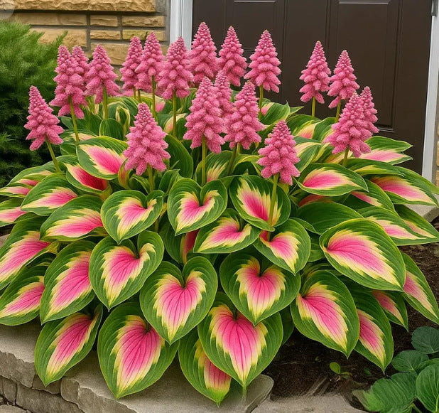 LIMETOW® Rare Hosta Seeds