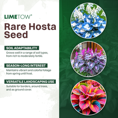 LIMETOW® Rare Hosta Seeds