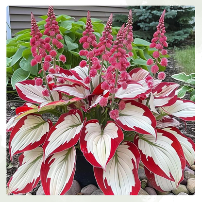LIMETOW® Rare Hosta Seeds