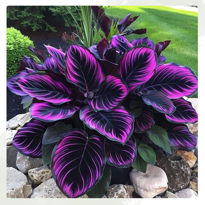 LIMETOW® Rare Hosta Seeds