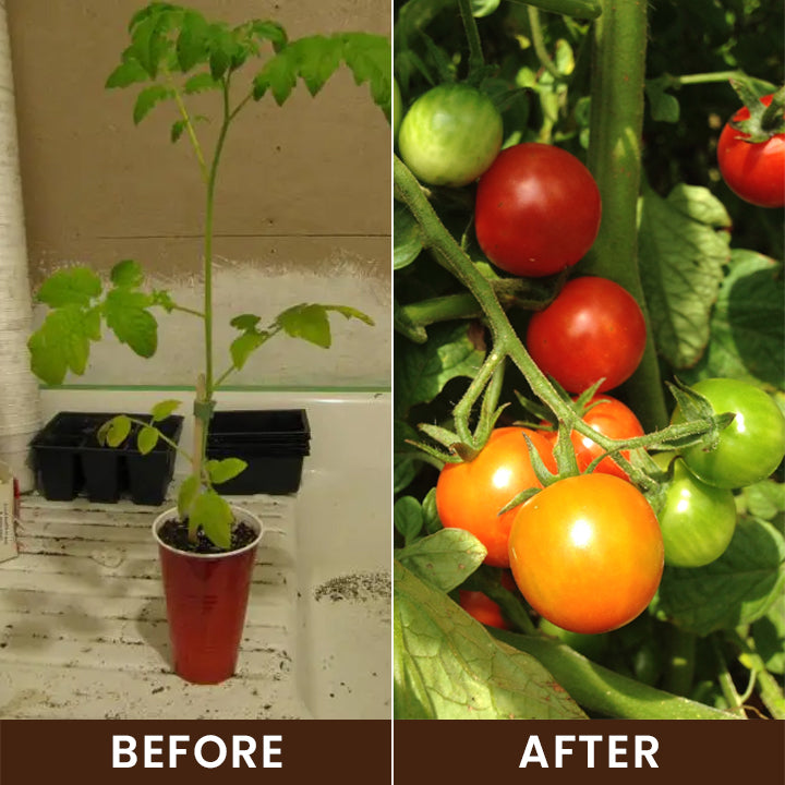 LIMETOW® Soil Activator