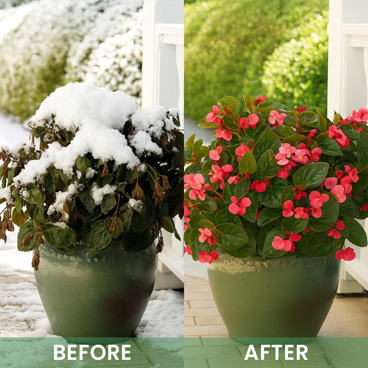 LIMETOW® Plant Antifrost Agent – The Only Frost Protection That Works Inside the Plant