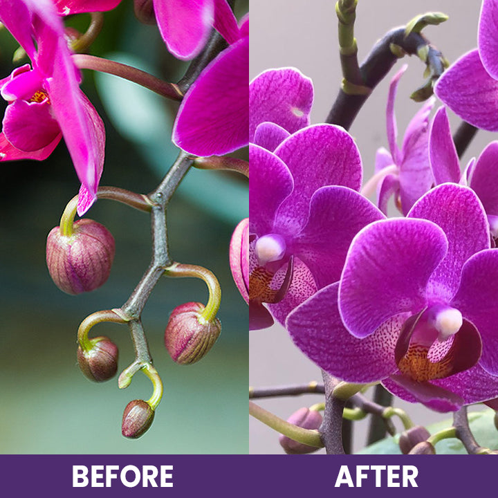 LIMETOW™ Orchid Plus Bloom Booster