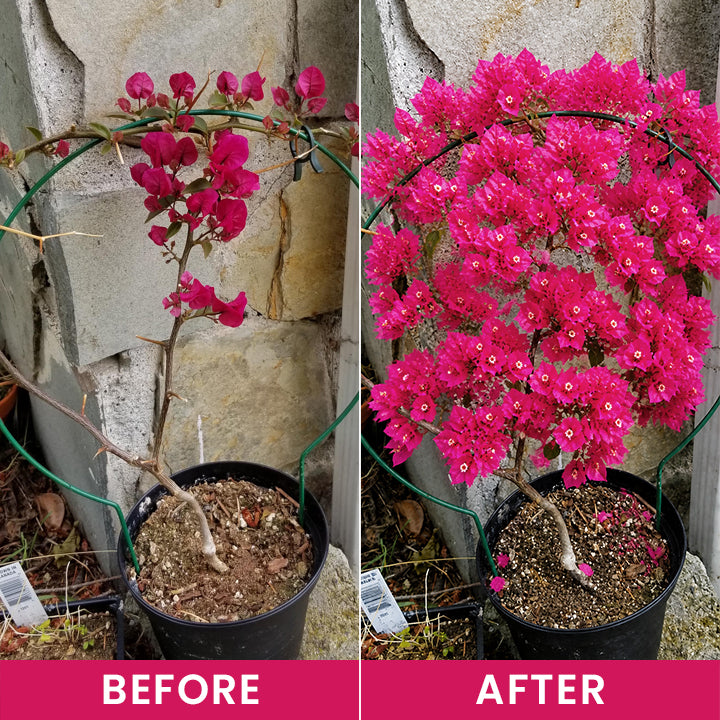 LIMETOW® Flower Regeneration Agent