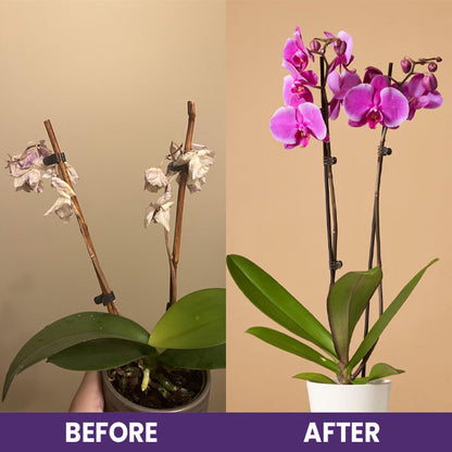 LIMETOW™ Orchid Plus Bloom Booster