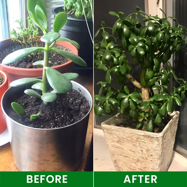 LIMETOW® Plant Nutrient Beads