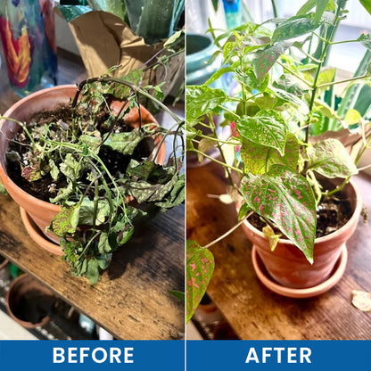 LIMETOW® Baking Soda Powder for Plants