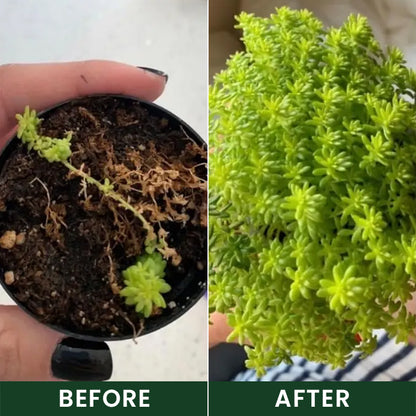 Official US Store  LIMETOW® Universal Plant Nutrient Solution