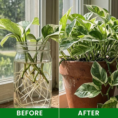 LIMETOW® Plant Nutrient Beads