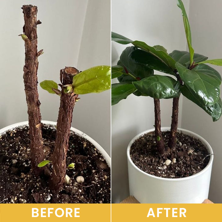 LIMETOW® Plant Vitality Booster