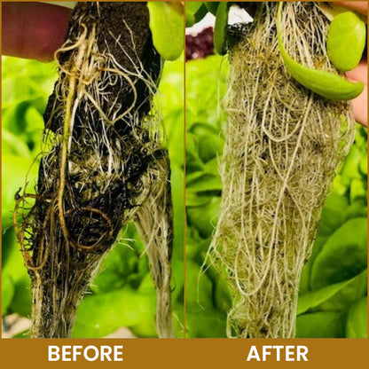 LIMETOW® Bone Meal Powder