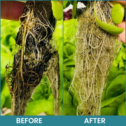 LIMETOW® Hydroponic Plant Nutrient Solution
