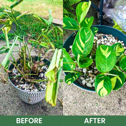 LIMETOW® House Plant Food