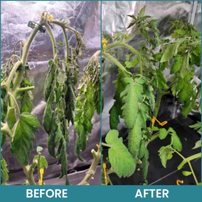 LIMETOW® Hydroponic Plant Nutrient Solution