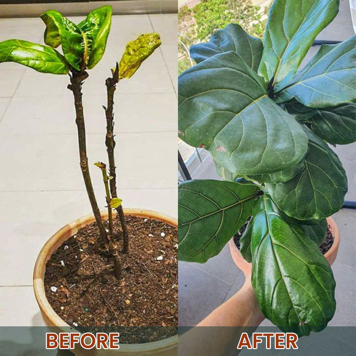 LIMETOW® Root Drops